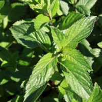 12 dôvodov, prečo by ste mali doma pestovať mätu a ako to urobiť